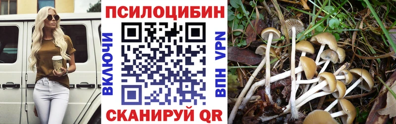 Псилоцибиновые грибы Cubensis  Купить закладки  Бологое 